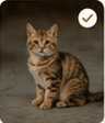 Uploaded pet photo 3